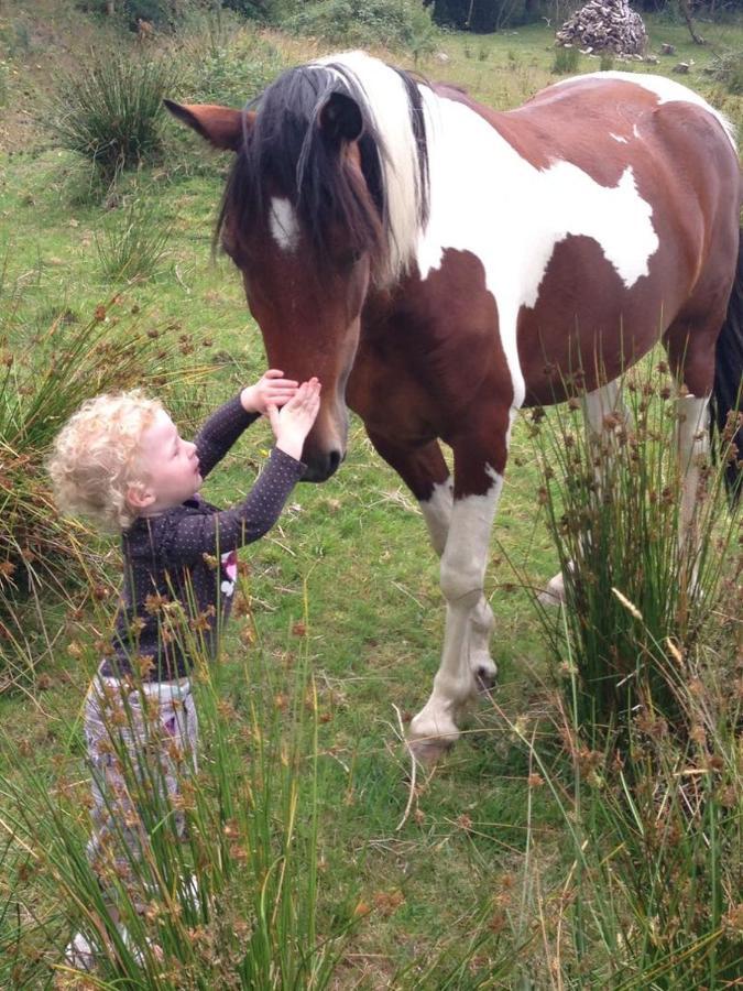 Stay With Your Pet Killarney Eksteriør bilde