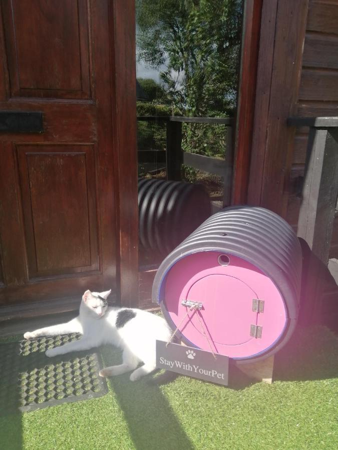 Stay With Your Pet Killarney Eksteriør bilde